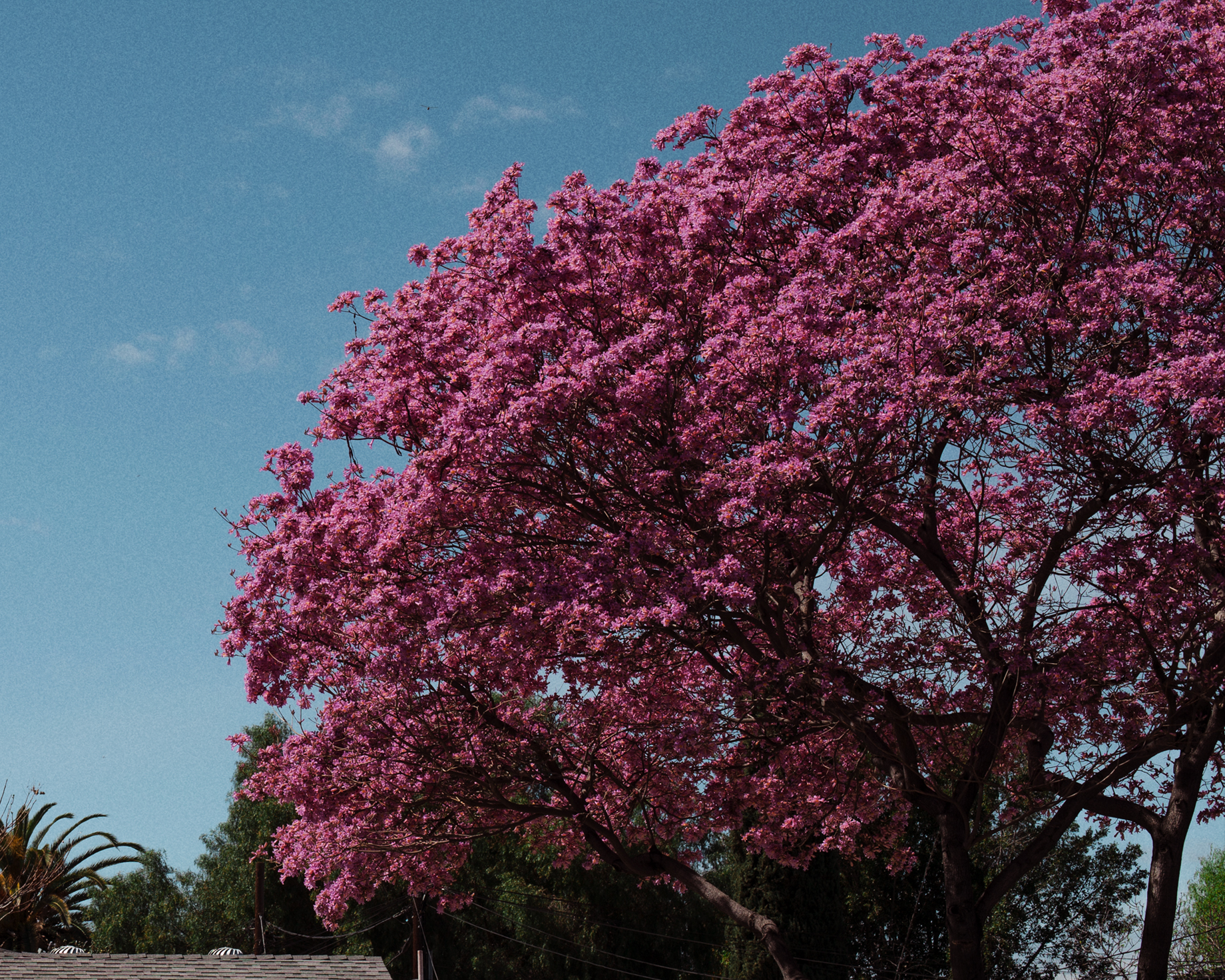 pink tree